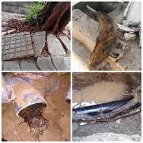 طرح آزاد سازی شبکه های آب بوشهر از ریشه درختان آغاز شد