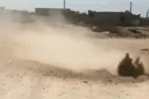 جوشیدن خاک در بوشهر (+فیلم)