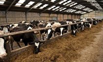 لزوم اجرای الزامات زیست محیطی توسط واحدهای دامداری