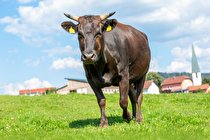 تولید آزمایشگاهی گران ترین گوشت جهان در ژاپن