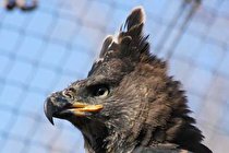 مقایسه اندازه پنجه عقاب تاجدار با مشت انسان! (+عکس)