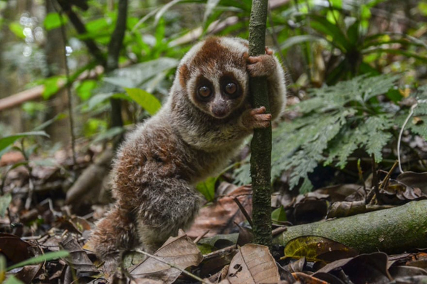 برگزیده های حیات وحش جهان در هفته اخیر (گزارش تصویری)