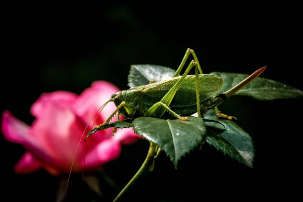 برگزیده های حیات وحش جهان در هفته اخیر (گزارش تصویری)