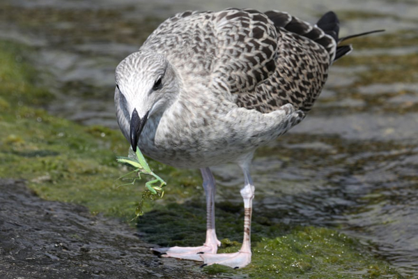 برگزیده های حیات وحش جهان در هفته اخیر (گزارش تصویری)
