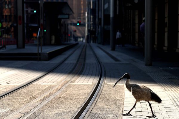 برگزیده های حیات وحش جهان در هفته اخیر (گزارش تصویری)
