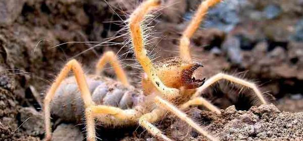 حشراتی که با دیدنشان کابوس به سراغتان می آید + عکس