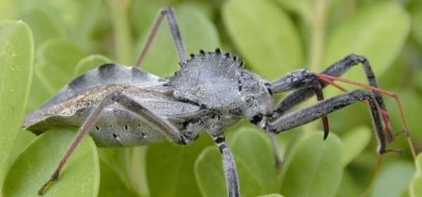 حشراتی که با دیدنشان کابوس به سراغتان می آید + عکس