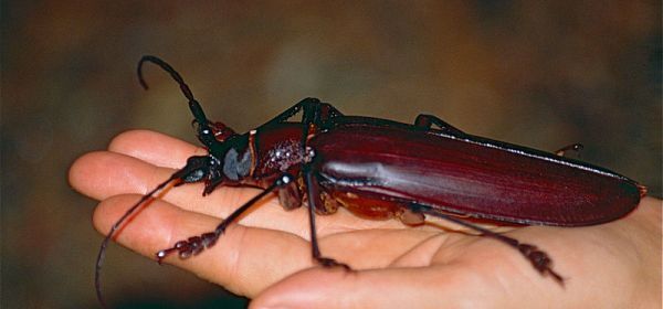 حشراتی که با دیدنشان کابوس به سراغتان می آید + عکس