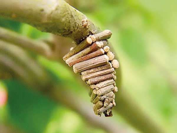 خانه‌ سازهای حرفه‌ ای در طبیعت (+عکس)