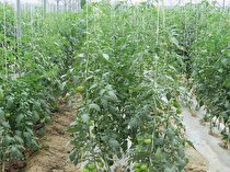 حمایت 17 میلیارد ریالی بانک توسعه تعاون جهت ترویج کشت گلخانه ای در بندر دیر