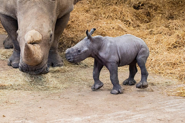 تولد پر سر و صدای یک حیوان (عکس) تولد پر سر و صدای یک حیوان (عکس)
