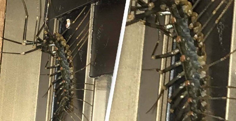 وحشت گردشگر با دیدن هزارپایی بزرگ در آپارتمان (عکس)