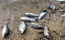 آبزی پروریِ کرمانشاه در قلاب خشکسالی و کرونا