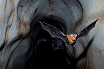 اقوام جدید کرونا در لائوس و چین هستند