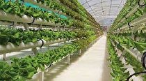 ایجاد گلخانه های نسل جدید گامی دیگر درکاهش مصرف آب است