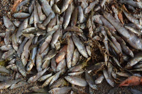 مرور آنچه سراسر جهان می گذرد (گزارش تصویری)