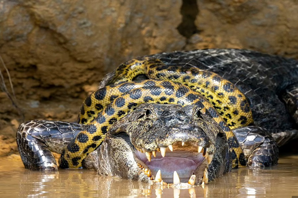 وقتی تمساح و مار آناکوندا سرشاخ می شوند! (تصاویر)