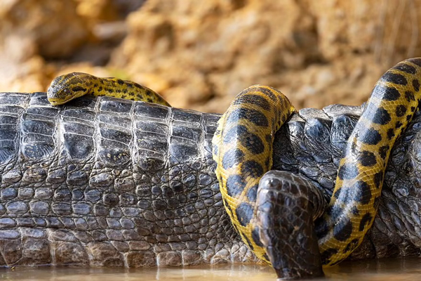 وقتی تمساح و مار آناکوندا سرشاخ می شوند! (تصاویر)