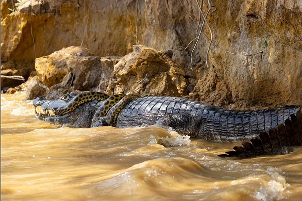 وقتی تمساح و مار آناکوندا سرشاخ می شوند! (تصاویر)