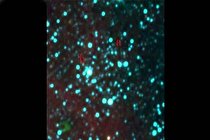 نخستین خوشه ستاره‌ای دوگانه قدیمی کشف شد