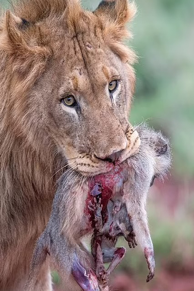 تصویری غم انگیز و دلخراش در حیات وحش تصویری غم انگیز و دلخراش در حیات وحش