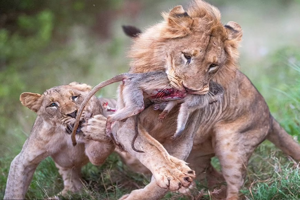 تصویری غم انگیز و دلخراش در حیات وحش تصویری غم انگیز و دلخراش در حیات وحش