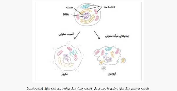 مرگ برنامه ریزی شده سلول چیست؟ مرگ برنامه ریزی شده سلول چیست؟