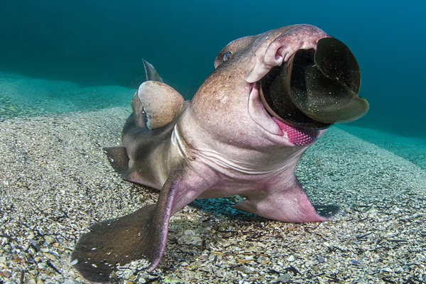 لحظات برگزیده و دیدنی از حیات وحش (گزارش تصویری)