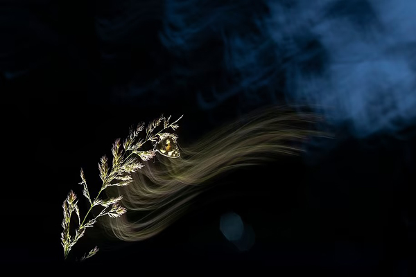 لحظات برگزیده و دیدنی از حیات وحش (گزارش تصویری)