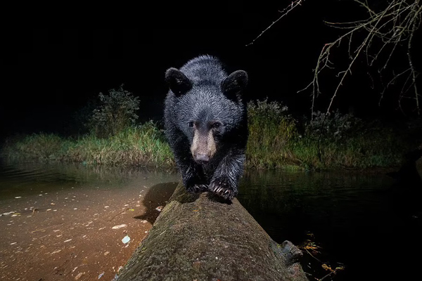 لحظات برگزیده و دیدنی از حیات وحش (گزارش تصویری)