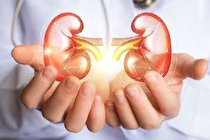 پیوند موفقیت آمیز کلیه رشدیافته در بدن خوک به بدن انسان