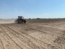 آغاز کشت کلزا در مزارع کشاورزی جنوب کرمان