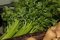نحوه خوردن کرفس برای لاغری در غذاهای متنوع