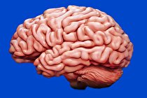 واقعیتی جدید درباره تکامل مغز انسان