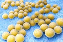 کشف گروه جدیدی از آنتی‌ بیوتیک‌ های طبیعی در بدن انسان