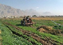چهار هکتار سبزی‌کاری آلوده در کرمانشاه  تخریب شد