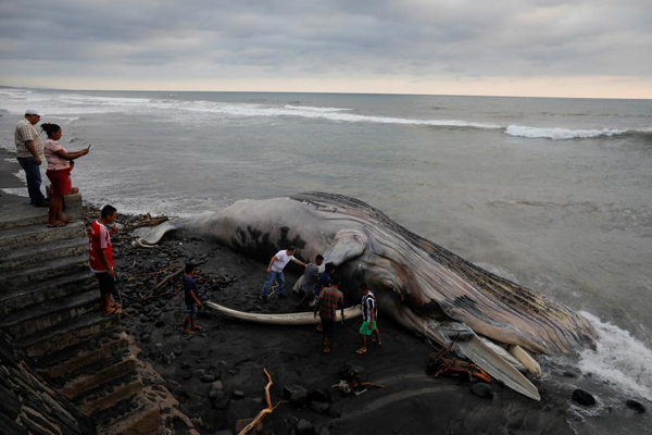 نهنگ 15 متری به گل نشست / جنجال در مرز لهستان و بلاروس (گزارش تصویری)