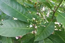 برگ این درخت از ایبوپروفن موثرتر است