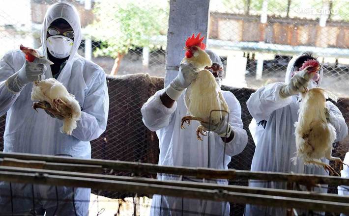 آیا انسان به آنفلوانزای پرندگان مبتلا می‌شود؟
