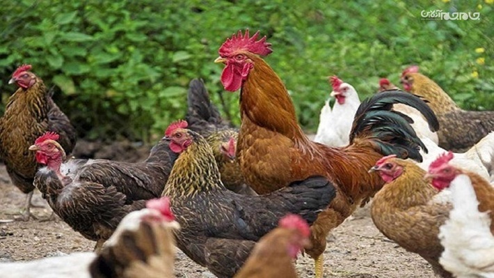 خرید مرغ زنده از فروشندگان دوره گرد ممنوع