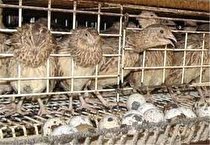 احیای واحد رها شده طیور بعد از 5 سال در شهرستان خاتم