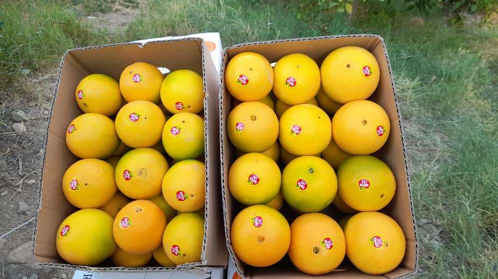 برداشت بیش از ۱۵۰ هزار تن انواع مرکبات در عنبرآباد برداشت بیش از ۱۵۰ هزار تن انواع مرکبات در عنبرآباد