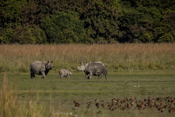 تصاویر برگزیده حیات وحش و محیط زیست (گزارش تصویری) تصاویر برگزیده حیات وحش و محیط زیست (گزارش تصویری)
