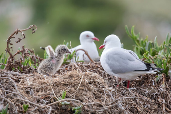 تصاویر برگزیده حیات وحش و محیط زیست (گزارش تصویری) تصاویر برگزیده حیات وحش و محیط زیست (گزارش تصویری)