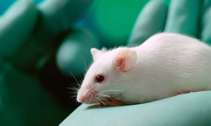 محققان موفق به تولید نوعی ژل خودسازمانده شده‌اند که می‌تواند با تحریک بازسازی عصبی، به عنوان درمانی برای فلج در موش‌ها اثربخشی قابل قبولی داشته است.