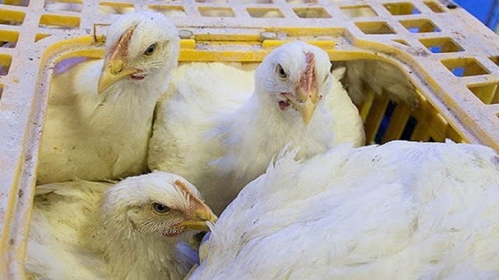 فرمانده انتظامی شهرستان بم از توقیف یک دستگاه کامیونت و کشف یک هزار 500 قطعه مرغ زنده قاچاق به ارزش 700 میلیون ریال در این شهرستان خبر داد. 
