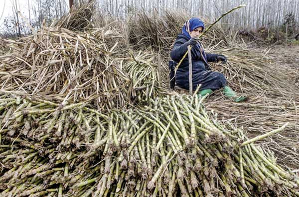 یک کسب‌وکار سیاه و شیرین (+عکس)