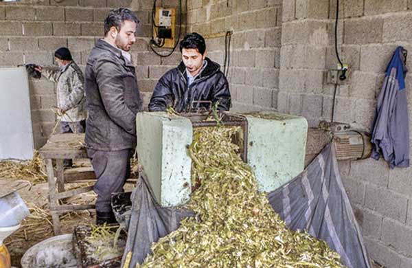 یک کسب‌وکار سیاه و شیرین (+عکس)