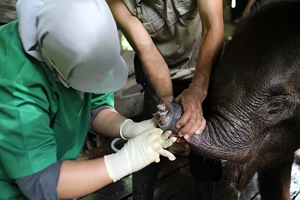 تصویر برگزیده حیات وحش ؛ بچه فیل با خرطوم قطع شده