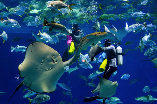 انهدام 40 هزار اسلحه / اسب های میلیون دلاری (گزارش تصویری)